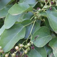 Cordia dichotoma G.Forst.